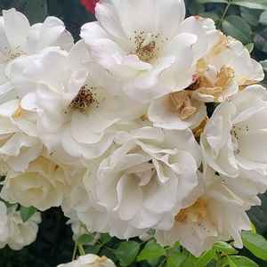 Meet your Posher, Genesis